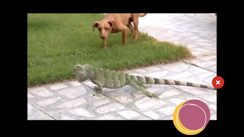 Iguana fight with dog.Funny video kkk