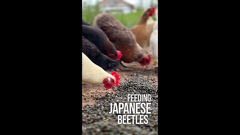 Feeding Japanese Beetles to our Chickens (Part 2)