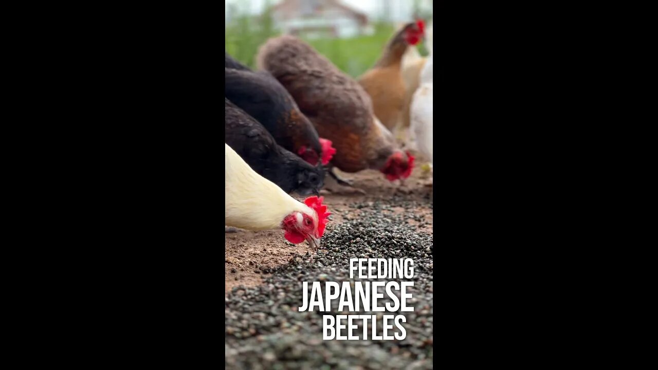 Feeding Japanese Beetles to our Chickens (Part 2)