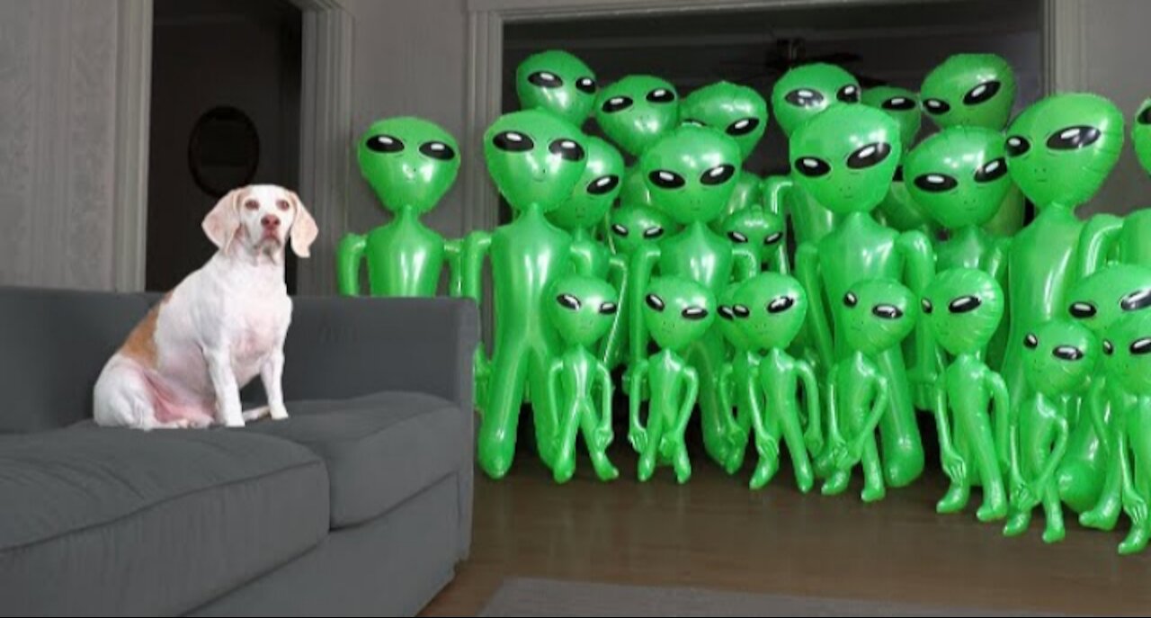 Dog Unmoved by Alien Invasion Prank: Funny Dog Maymo vs Aliens