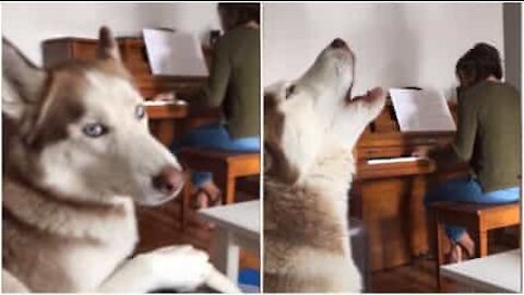 Husky uler sammen med pianoet