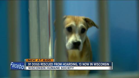 Wisconsin Humane Society receives shipment of abused Georgia dogs