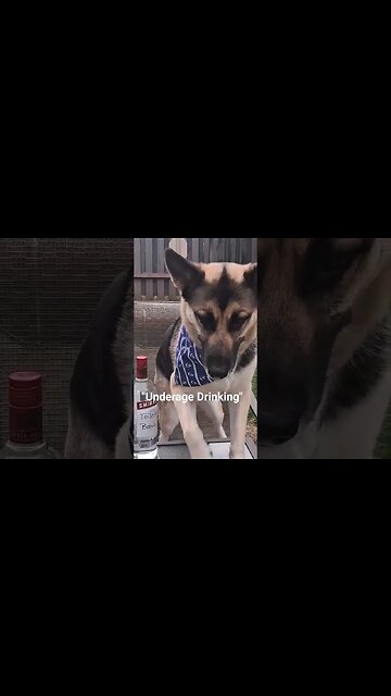 Crimes My Dog Has Commited #shepsky #funnydogs #dogshorts #shepsky