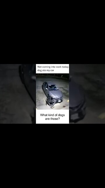 Dogs DESTROY Car What kind of dog is this? #shorts #funnydogs #funny