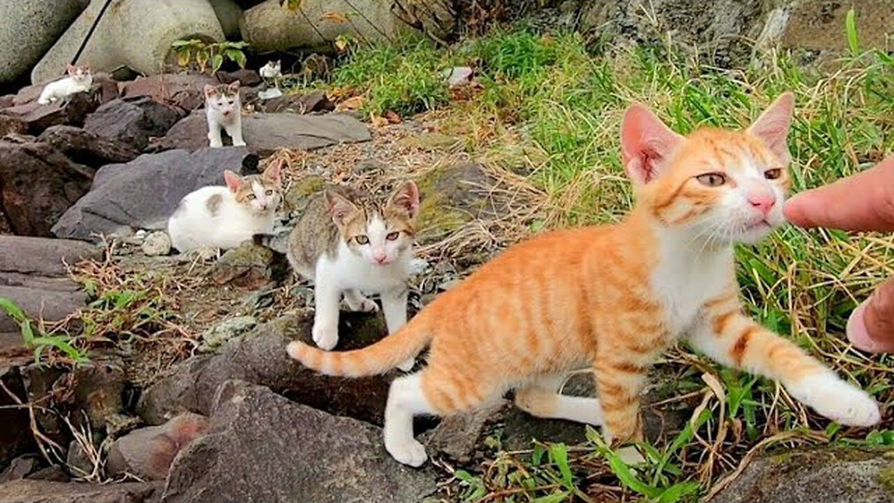 Among the kitten brothers on the breakwater, only the tea tiger came with courage