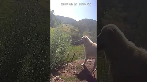 Maremma scanning for threats