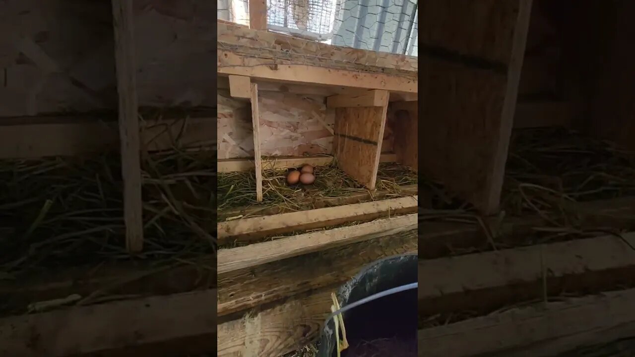 #chickens #eggs #layers #homestead #homesteading