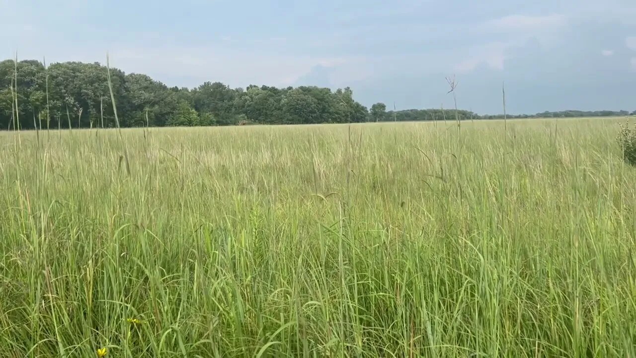 Cricket Frog Cove Prairie