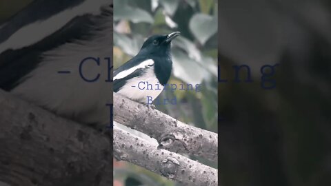 Chirping Bird