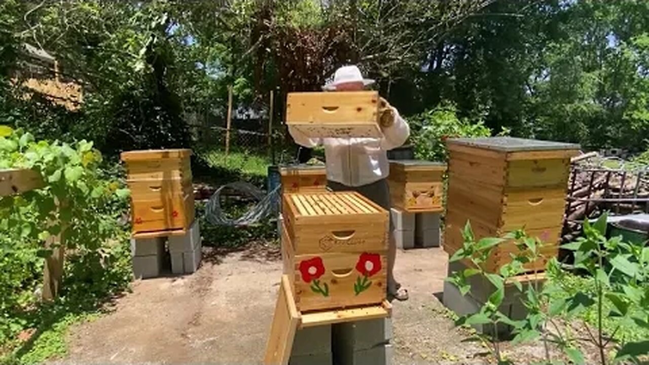 NEW BEE KEEPER WHERE'S MY QUEEN ? SPLIT INSPECTION JUNE 2022 !