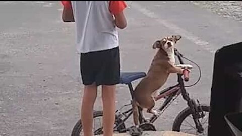 Hund sidder på cykel og venter på ejer