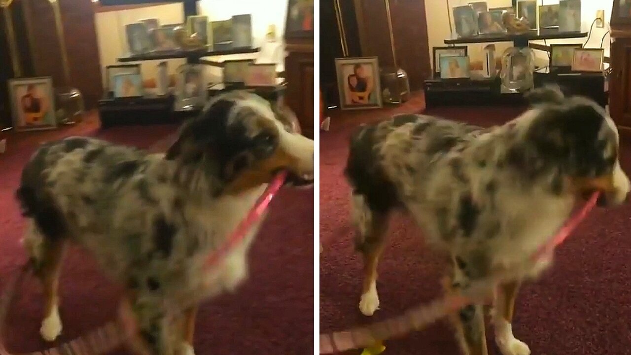 Dog biting the hula hoop starts to want to rotate