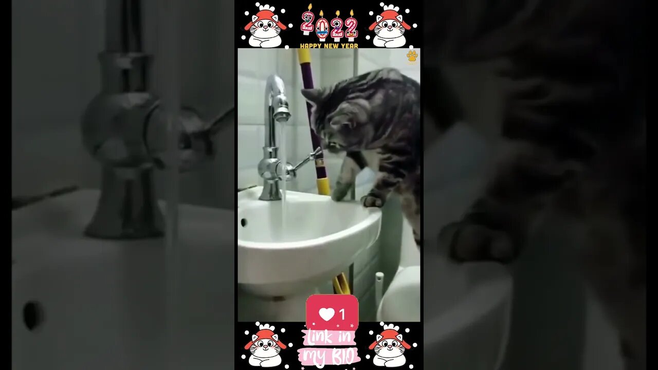 #14_😂😹😂 #Cute #Animals #For #When #You #Are #Stressed 😂😹😂 (#2022)