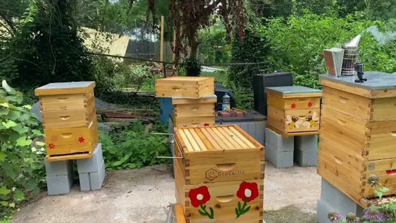 BEE KEEPING ROOKIE MISTAKE PART 2