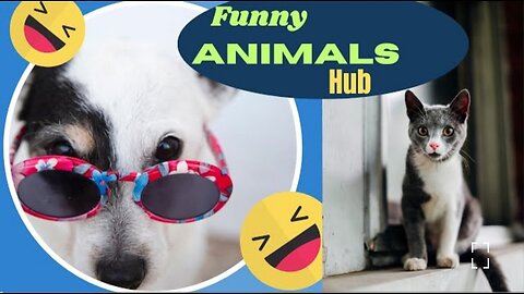 Funny animal videos 🤣