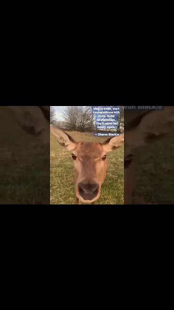 Nature Talk #deer #nature #hiking #life