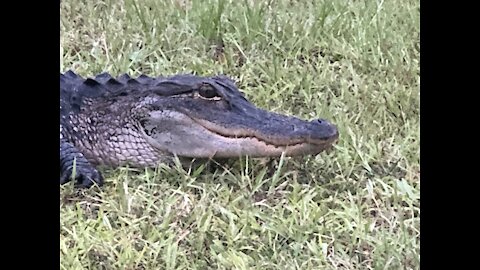 Alligator hides in a tire track!