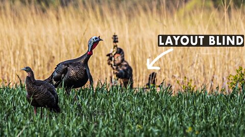 Layout Blind Bow Turkey, Opposite Angle Slow Motion