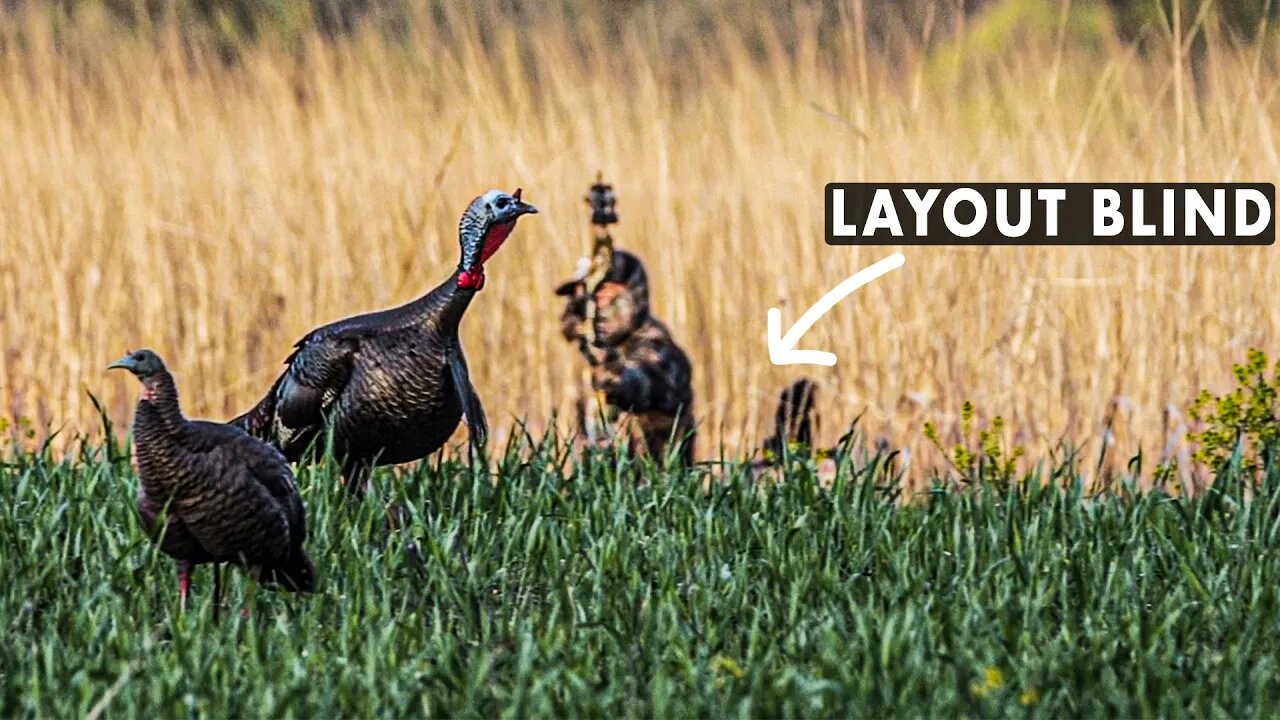 Layout Blind Bow Turkey, Opposite Angle Slow Motion