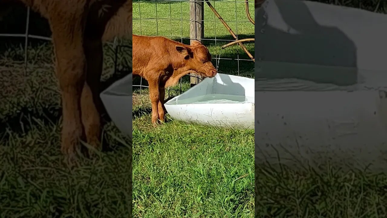 Calf loves the sound of running water