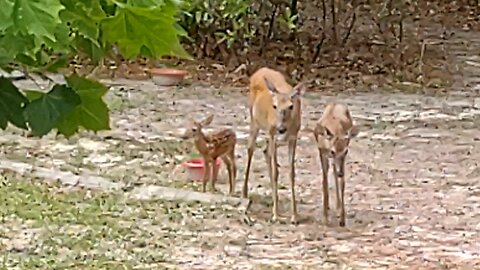 FL Fawn with two mamas 7/1/24