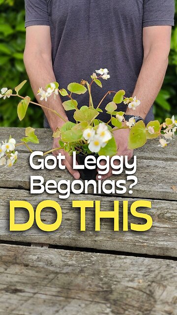 Leggy Begonias? Try This Simple Fix