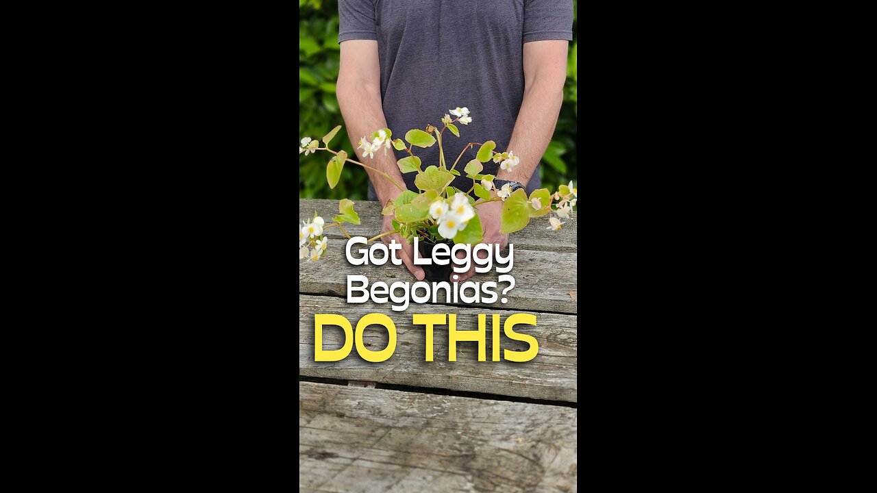 Leggy Begonias? Try This Simple Fix