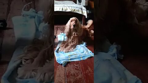 #dogshow , #animals , #dog , #shorts