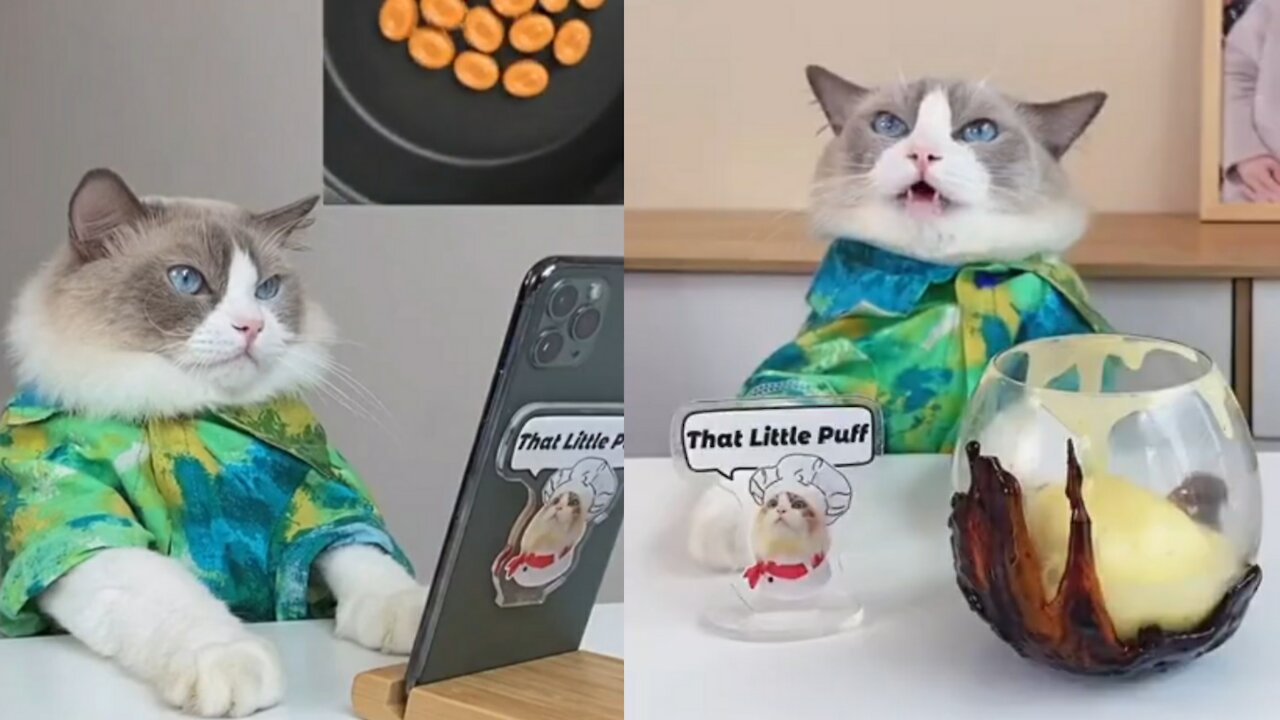 How to make Learning Cat Cooking with Funny Video