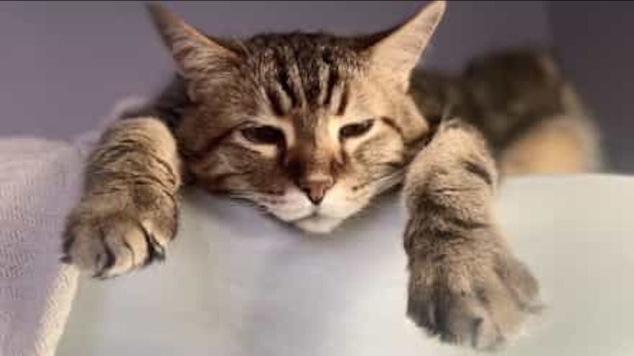 Cat takes bottle cap to owner's bed