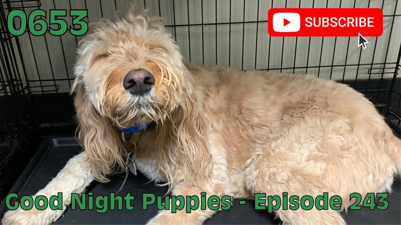 0653 GOOD NIGHT PUPPIES EPISODE 243 #dogs #doggos #doggies #puppies #dogdaycare