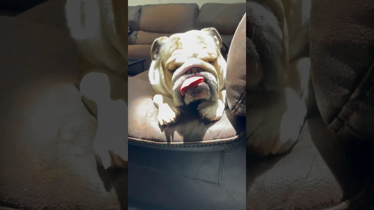 He Waits for the 🌞 Everyday ❤️ #dogsofyoutube