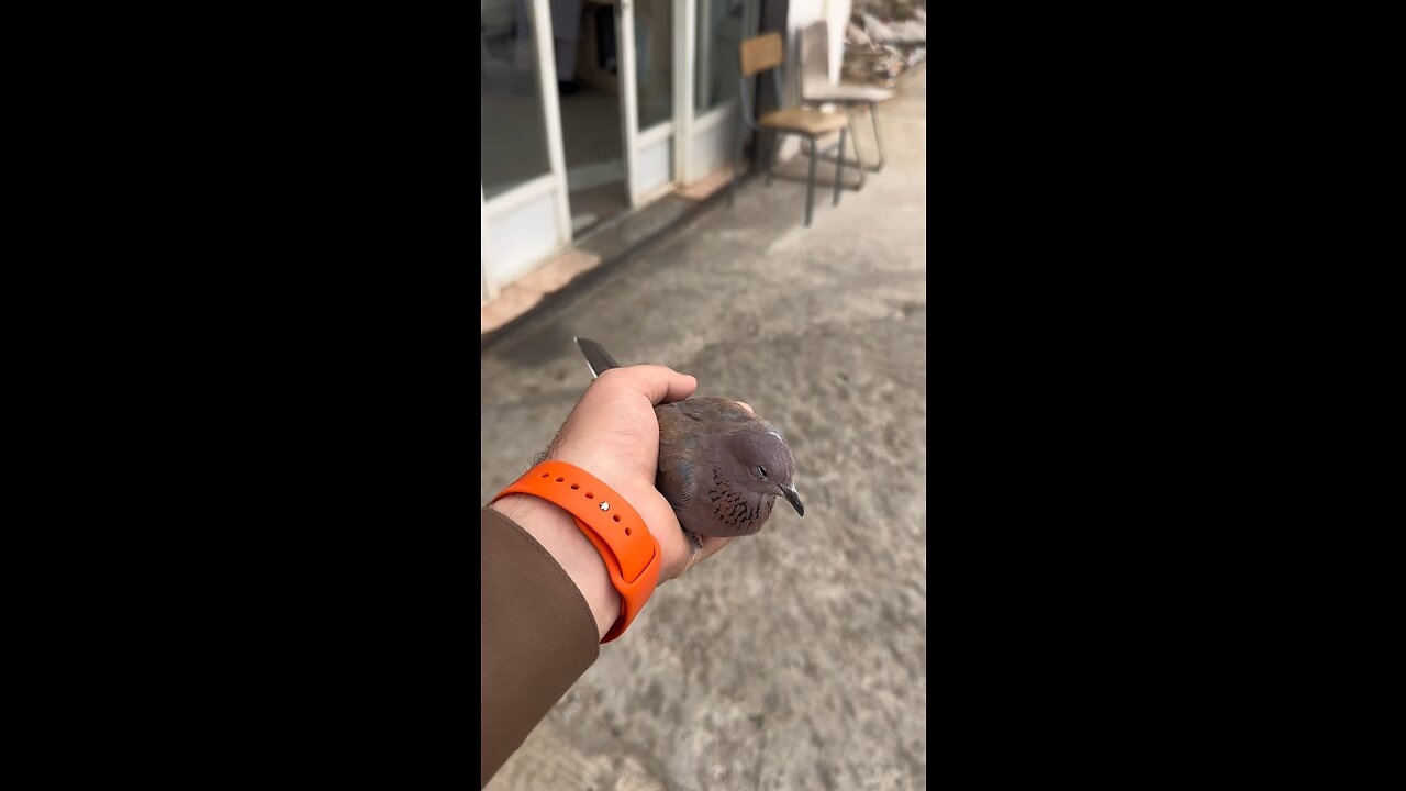 Koko Bird Rescue