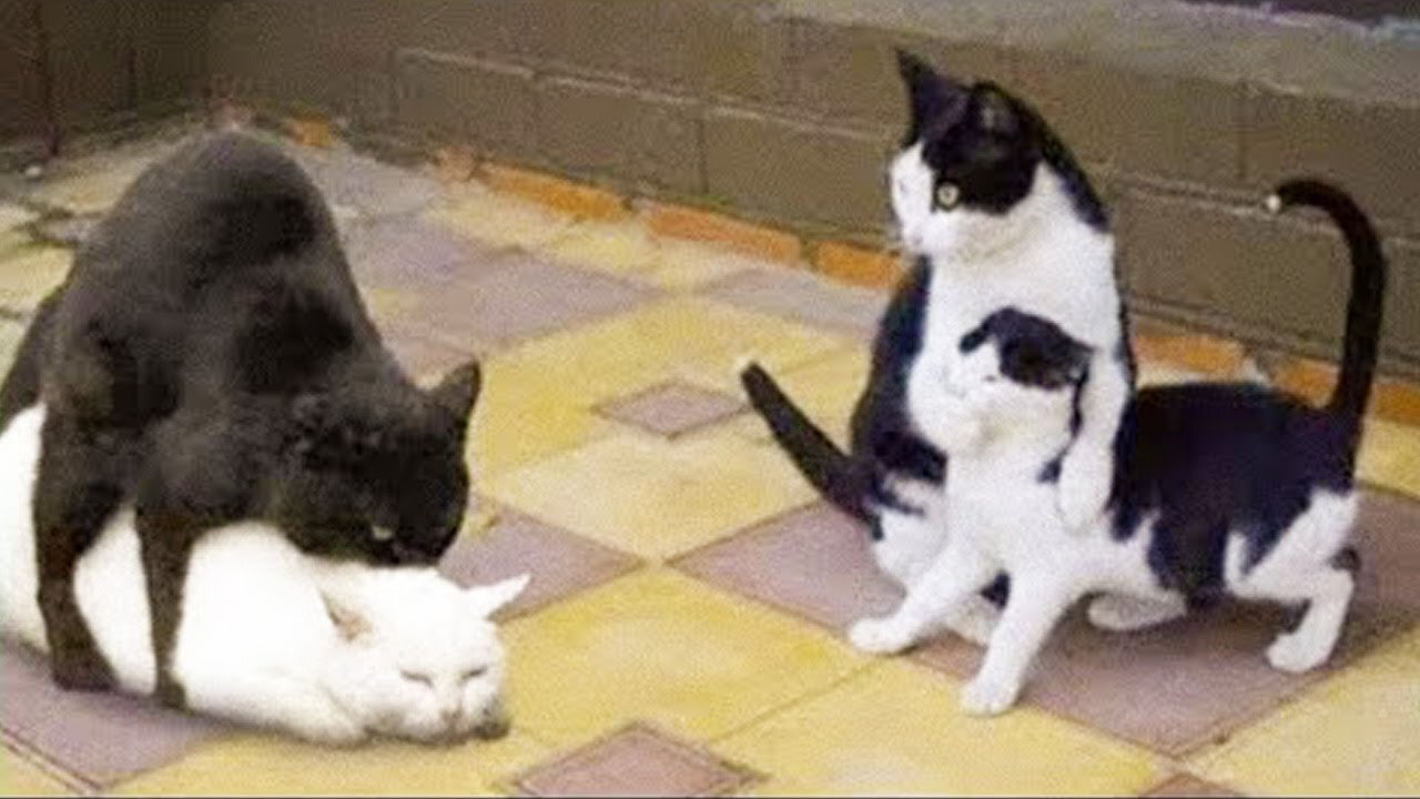 Funniest Cats 😹 2021 - Don't try to hold back Laughter 😂 - Funny Cats Life 2021