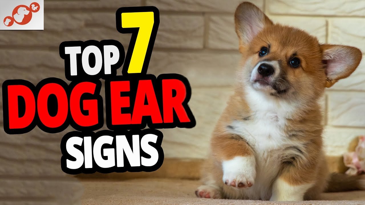 TOP 7 DOG EAR SIGNS