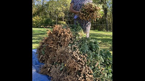 Harvesting Peanuts from the Garden