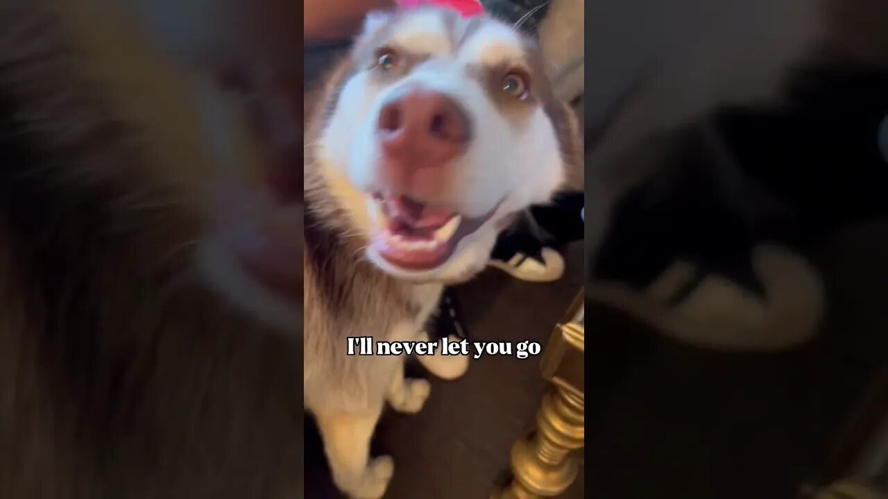 Husky is CrAzY Obsessed