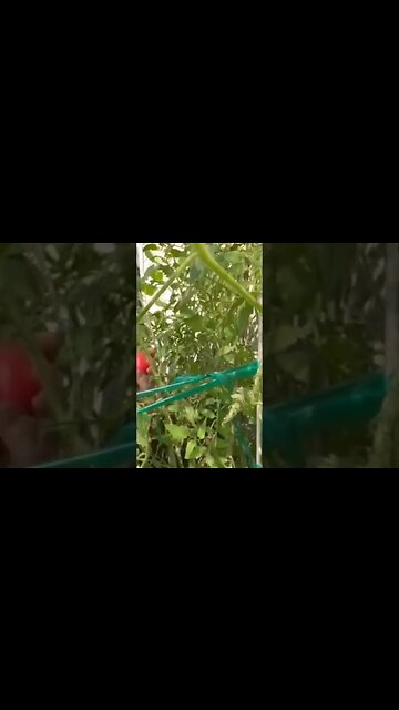The perfect tomato 🍅 found while harvesting 😲 #tomatoharvest #backyardgarden #gardening