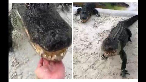 Crocodiles lunch