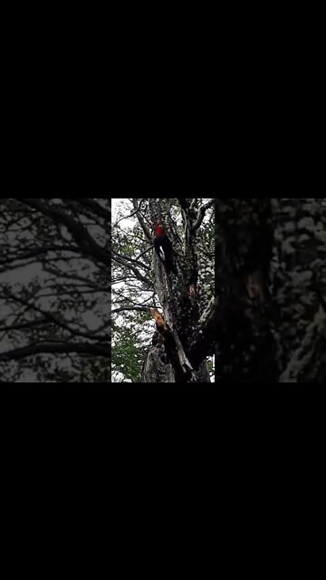 Pájaros carpinteros