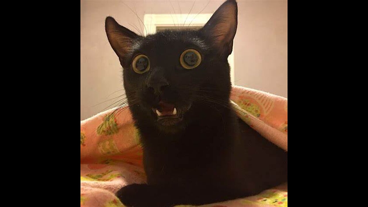 Funny Videos Brigthen Your Day