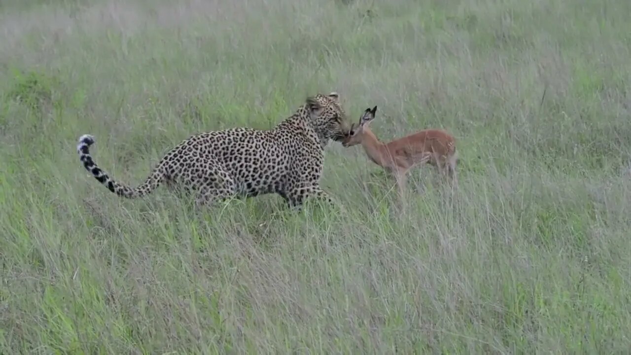 Incredible footage of leopard behaviour during impala kill - Sabi Sand Game Reserve, South Africa-10