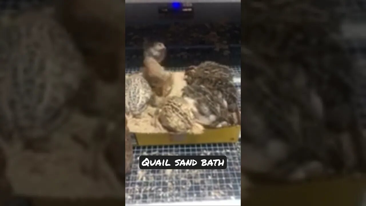 Quail sand bath #quail #quaileggs #quailfarming