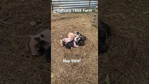 KuneKune nap time