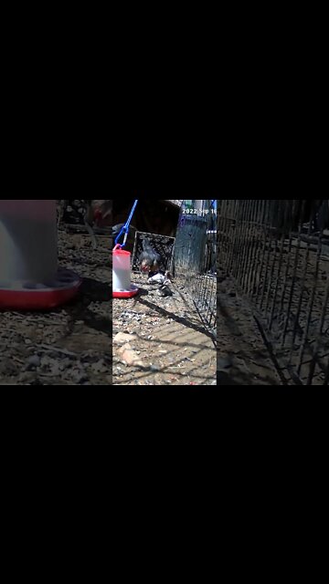 The secret life of a hen and her chicks