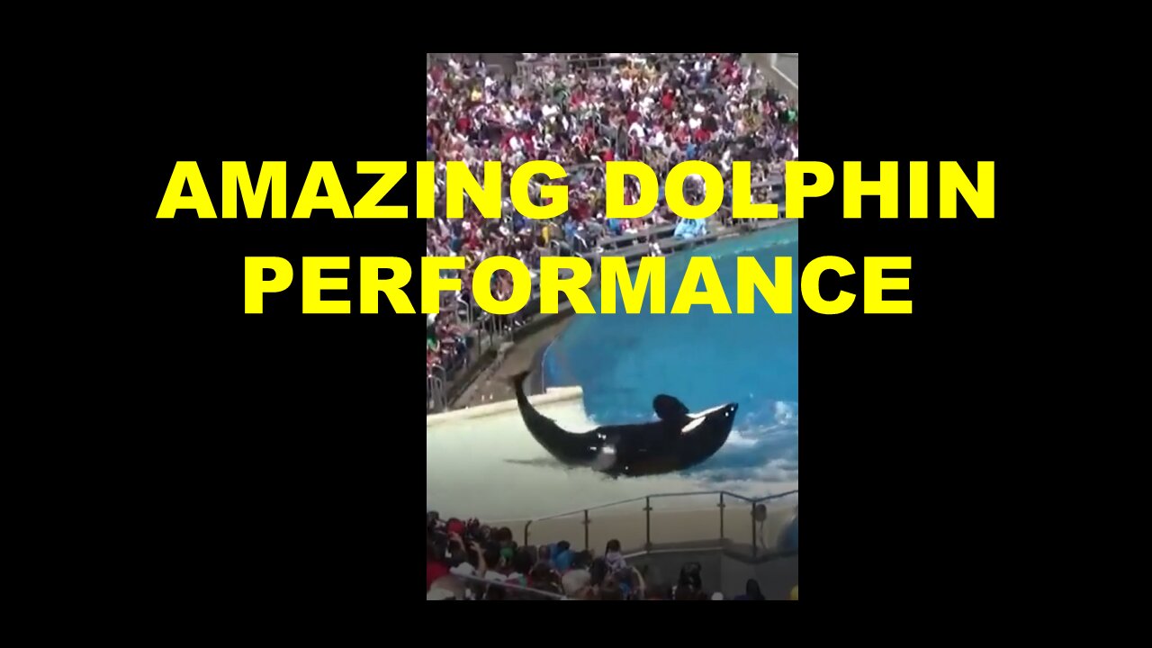 Dolphin performance