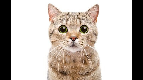 Jumping cat