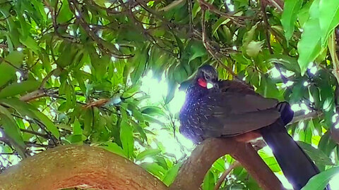 Itchy Jacu: Curious Scene in Nature