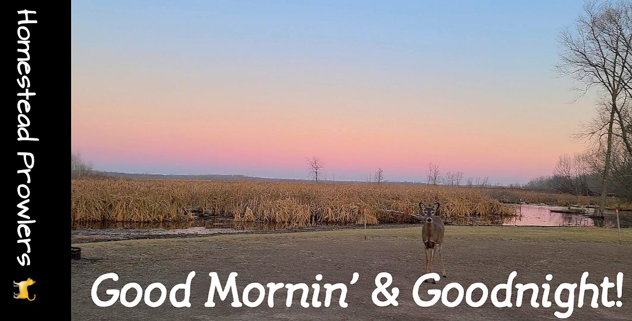 Party Animals Enjoy Pre-Dawn Before Saying Goodnight