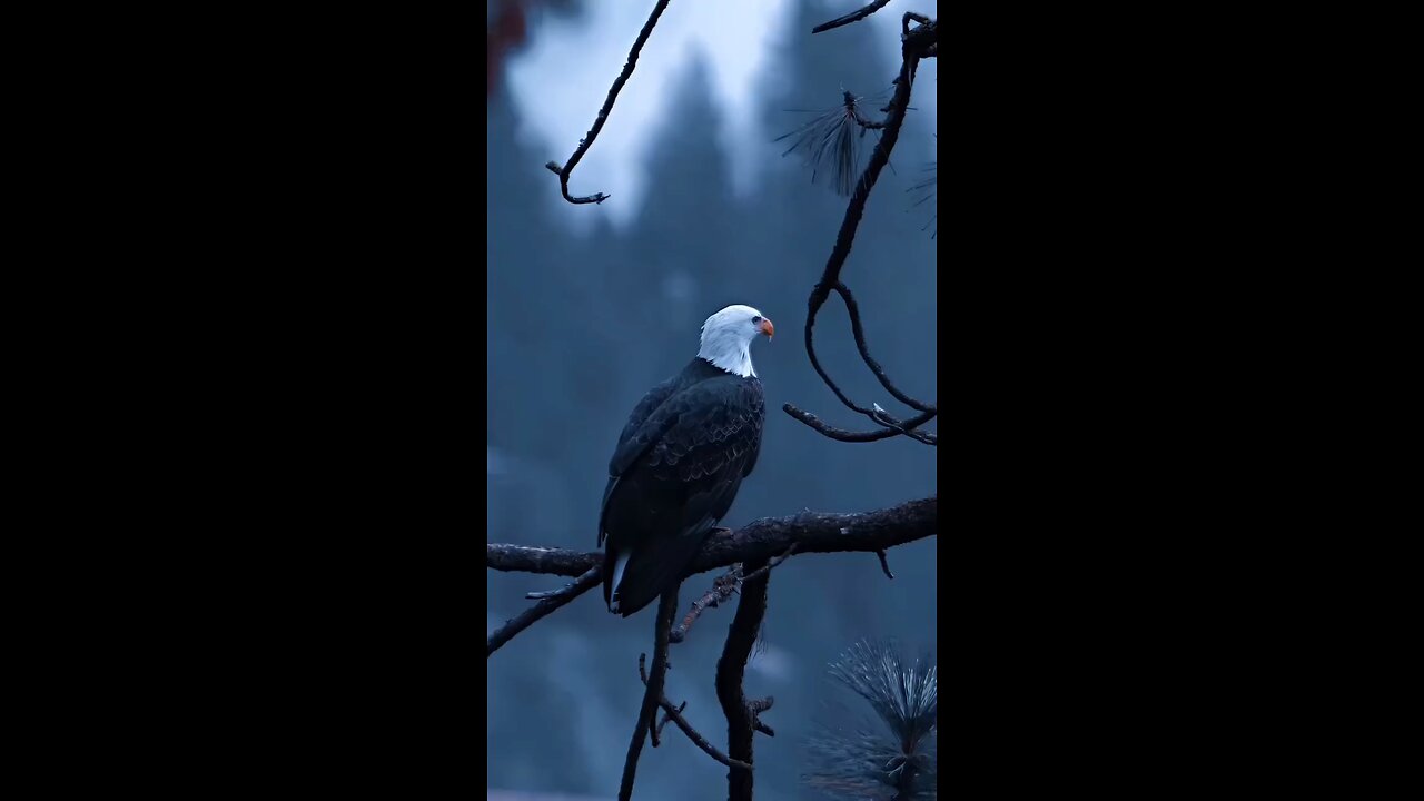 Eagle 🦅